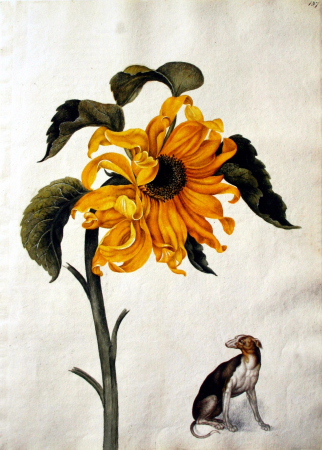 Alexander Marshal00, Alexander Marshal, 1682