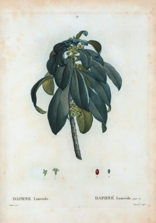 Daphne laureola = Daphne Laureole., Pierre-Joseph Redouté, between 1801 and 1819