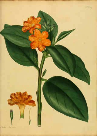 The botanist's repository, for new, and rare plants - containing coloured figures of such plants, as have not hitherto appeared in any similar publication, with all their essential characters, (14782987632), 1797