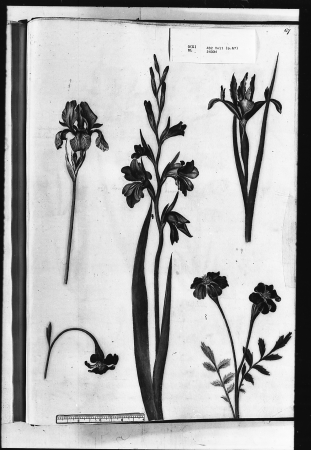 Alexander Marshal (RCIN 924334-3), Alexander Marshal