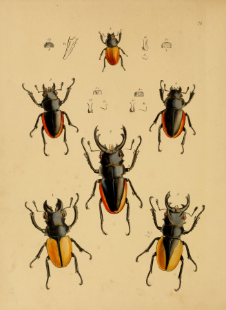 The cabinet of oriental entomology - being a selection of some of the rarer and more beautiful species of insects, natives of India and the adjacent islands, the greater portion of which are now for (14783540102), 1848