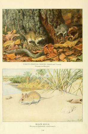 Wild animals of North America, intimate studies of big and little creatures of the mammal kingdom (Page 530, Figures in Color) BHL9727879, 1918
