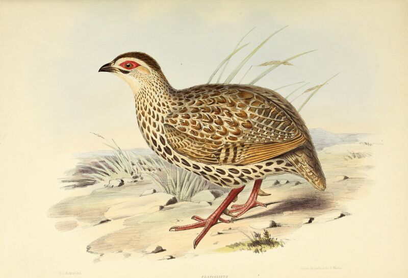 The genera of birds - comprising their generic characters, a notice of the habits of the genus, and an extensive list of species referred to their several genera (1849) (14729438326)