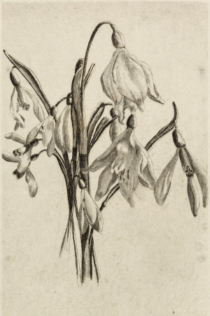 Franz Hoffmann-Fallersleben Schneeglöckchenstrauß, Franz Hoffmann-Fallersleben, before 1927