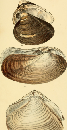 Elements of conchology - an introduction to the natural history of shells and of the animals which form them (1860) (21060078340), 1860