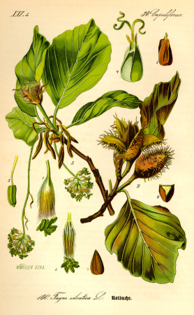 Illustration Fagus sylvatica0