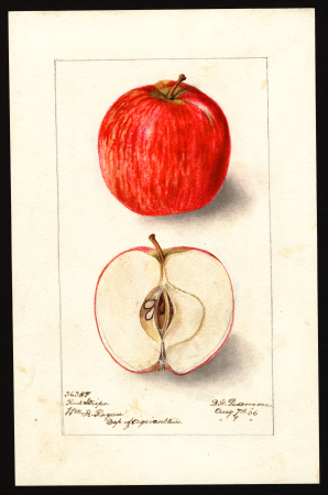 Pomological Watercolor POM00000724, Deborah Griscom Passmore, 9 August 1906