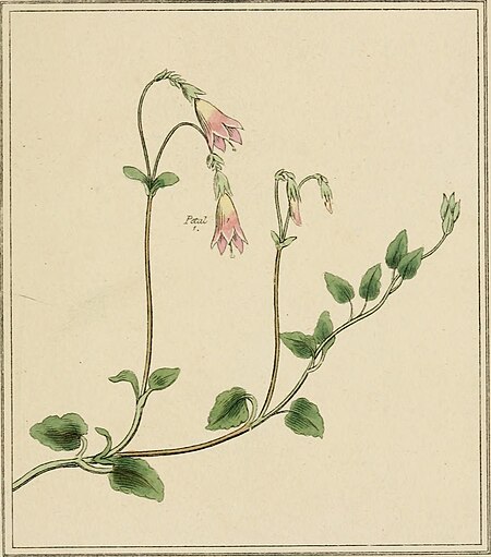 Elements of the science of botany, as established by Linnaeus; with examples to illustrate the classes and orders of his system (1812) (20642325934)