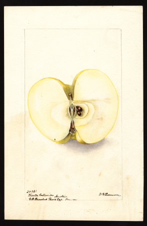 Pomological Watercolor POM00001128, Deborah Griscom Passmore, 1900