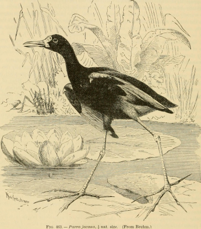 Key to North American birds. Containing a concise account of every species of living and fossil bird at present known from the continent north of the Mexican and United States boundary, inclusive of (14564162847), Robert Kretschmer, 1896