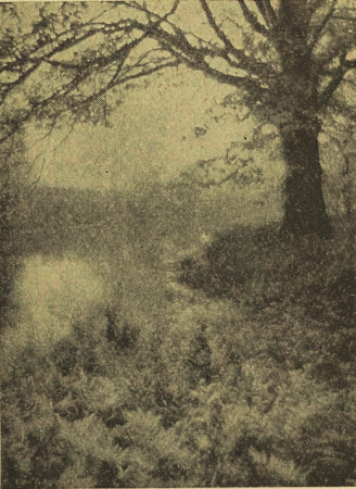 A Morning in June on the Saw Mill River. Photograph by Rudolf Eickemeyer, no later than 1922