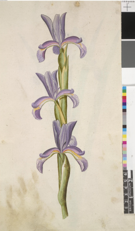After John White - Seashore Iris (Iris spuria), leaf from a volume (now consisting of 113 leaves of drawings), associated with John White, SL, 5270.59