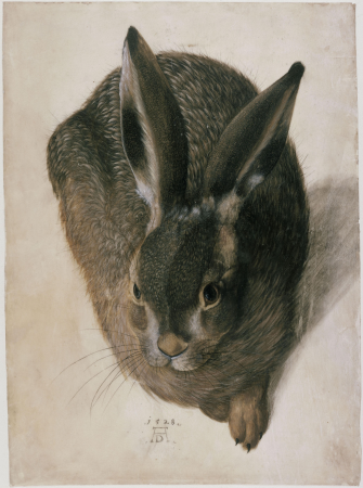 A lying hare, seen from the front, Hans Hoffmann