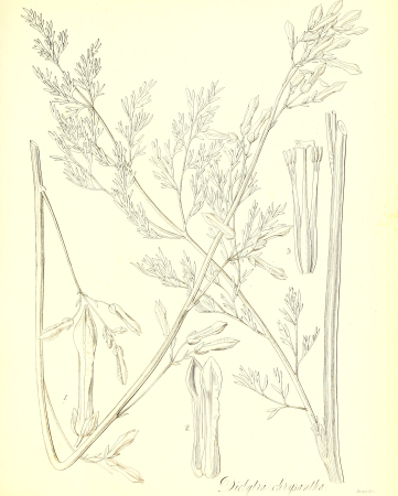 The botany of Captain Beechey's voyage; comprising an acount of the plants collected by Messrs. Lay and Collie, and other officers of the expedition, during the voyage to the Pacific and Behring's (20379506786), 1841