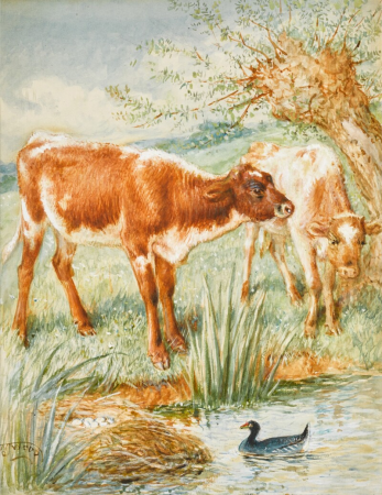 Calves and a Moorhen, William James Webbe