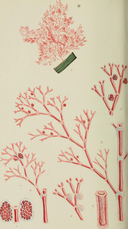 Phycologia Britannica, or, A history of British sea-weeds - containing coloured figures, generic and specific characters, synonymes, and descriptions of all the species of algae inhabiting the shores (14577972527), 1846