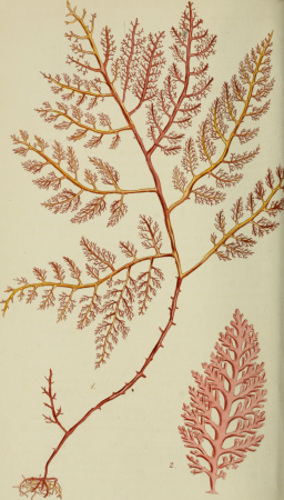 Phycologia Britannica, or, A history of British sea-weeds - containing coloured figures, generic and specific characters, synonymes, and descriptions of all the species of algae inhabiting the shores (14741501336), 1846