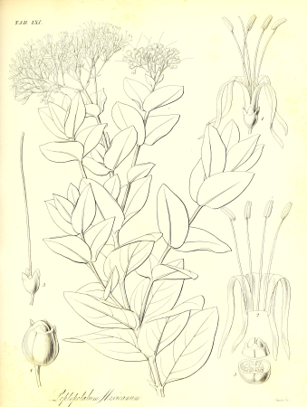 The botany of Captain Beechey's voyage; comprising an acount of the plants collected by Messrs. Lay and Collie, and other officers of the expedition, during the voyage to the Pacific and Behring's (20411899341), 1841