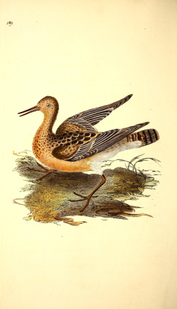 The natural history of British birds, or, A selection of the most rare, beautiful and interesting birds which inhabit this country - the descriptions from the Systema naturae of Linnaeus - with (14748238871), 1817