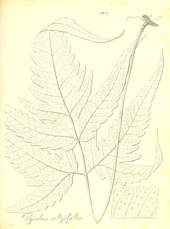 The botany of Captain Beechey's voyage; comprising an acount of the plants collected by Messrs. Lay and Collie, and other officers of the expedition, during the voyage to the Pacific and Behring's (19784754703), 1841