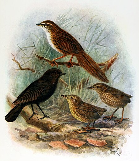 Extinct birds - an attempt to unite in one volume a short account of those birds which have become extinct in historical times - that is, within the last six or seven hundred years - to which are (14752202102), 1907