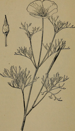 Manual of gardening; a practical guide to the making of home grounds and the growing of flowers, fruits, and vegetables for home use (1910) (14583211308)