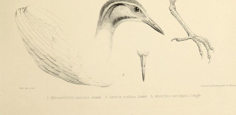 The genera of birds - comprising their generic characters, a notice of the habits of the genus, and an extensive list of species referred to their several genera (1849) (14565774548)