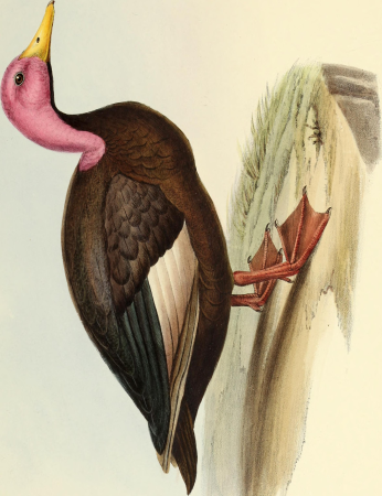The genera of birds - comprising their generic characters, a notice of the habits of the genus, and an extensive list of species referred to their several genera (1849) (14565850539)