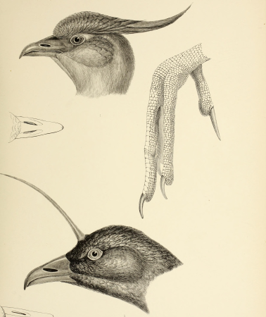 The genera of birds - comprising their generic characters, a notice of the habits of the genus, and an extensive list of species referred to their several genera (1849) (14729491276)
