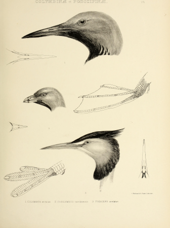 The genera of birds - comprising their generic characters, a notice of the habits of the genus, and an extensive list of species referred to their several genera (1849) (14772381283)