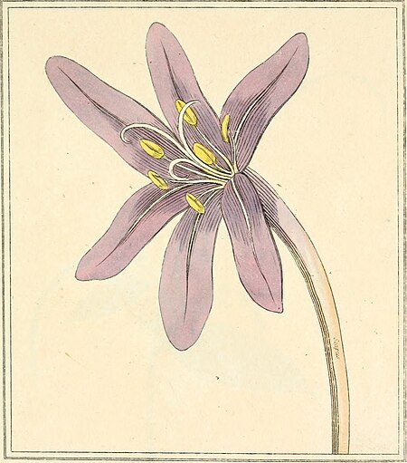 Elements of the science of botany, as established by Linnaeus; with examples to illustrate the classes and orders of his system (1812) (21264830645)