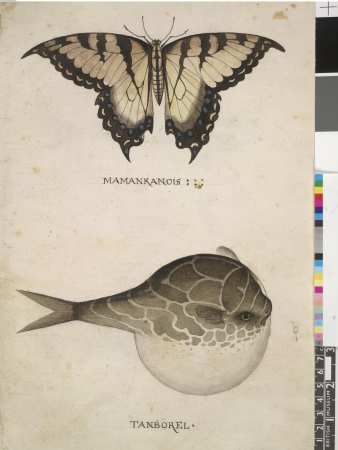 After John White - Tiger swallowtail butterfly and pufferfish, leaf from a volume (now consisting of 113 leaves of drawings), associated with John White, SL, 5270.14
