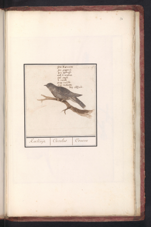 Koekoek (Cuculus canorus) Koekuijl Cuculus Coucou (titel op object), RP-T-BR-2017-1-4-52, Elias Verhulst, between 1596 and 1610