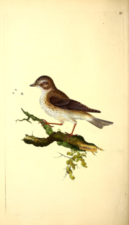 The natural history of British birds, or, A selection of the most rare, beautiful and interesting birds which inhabit this country - the descriptions from the Systema naturae of Linnaeus - with (14565616448), 1816