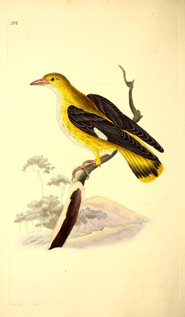 The natural history of British birds, or, A selection of the most rare, beautiful and interesting birds which inhabit this country - the descriptions from the Systema naturae of Linnaeus - with (14770228863), 1818