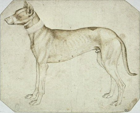 Muzzled and collared dog, standing, in profile to the left, Pisanello