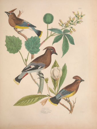 Illustrations of the American ornithology of Alexander Wilson and Charles Lucian Bonaparte - with the addition of numerous recently discovered species and representations of the whole sylvae of North (14562397069), Alexander Wilson, 1835