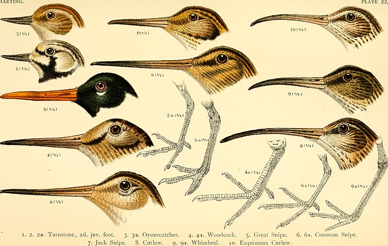 A handbook of British birds, showing the distribution of the resident and migratory species in the British islands, with an index to the records of the rarer visitants (1901) (14564008357)