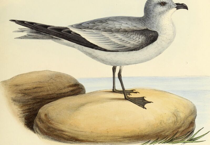 The genera of birds - comprising their generic characters, a notice of the habits of the genus, and an extensive list of species referred to their several genera (1849) (14729524246)