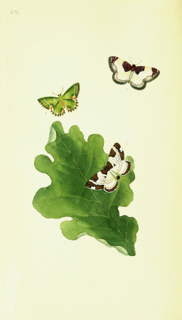 The natural history of British insects; explaining them in their several states, with the periods of their transformations, their food, oeconomy, &c. together with the history of such minute insects (14597618418), 1792