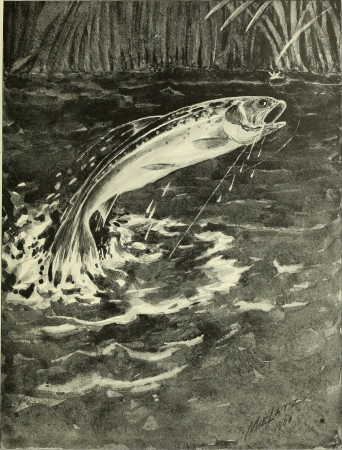Annual report of the Commissioners of Fisheries, Game and Forests of the State of New York (1898) (18432980605), Charles Frederick William Mielatz