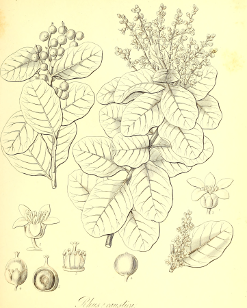 The botany of Captain Beechey's voyage; comprising an acount of the plants collected by Messrs. Lay and Collie, and other officers of the expedition, during the voyage to the Pacific and Behring's (19782924884), 1841