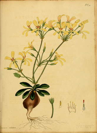 The botanist's repository, for new, and rare plants - containing coloured figures of such plants, as have not hitherto appeared in any similar publication, with all their essential characters, (14780255471), 1797