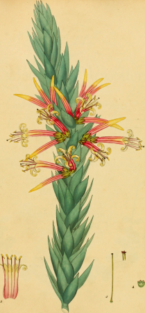The botanist's repository, for new, and rare plants - containing coloured figures of such plants, as have not hitherto appeared in any similar publication, with all their essential characters, (20218545709), 1797