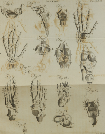 A compendious system of anatomy - in six parts ..; illustrated with twelve large copperplates (1792) (14592941520), Andrew Bell, 1792