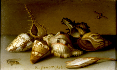 DECAYED Still life with shells,, Balthasar van der Ast, between 1625 and 1650