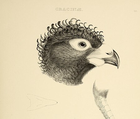 The genera of birds - comprising their generic characters, a notice of the habits of the genus, and an extensive list of species referred to their several genera (1849) (14750081194)