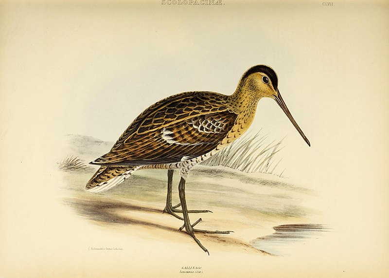 The genera of birds - comprising their generic characters, a notice of the habits of the genus, and an extensive list of species referred to their several genera (1849) (14565831848)