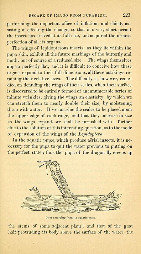 The entomologist's text book - an introduction to the natural history, structure, physiology and classification of insects, including the Crustacea and Arachnida (1838) (14780214564)