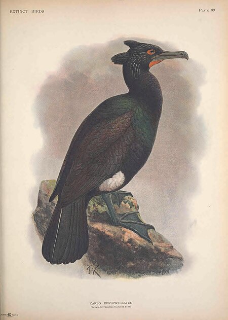 Extinct birds - an attempt to unite in one volume a short account of those birds which have become extinct in historical times - that is, within the last six or seven hundred years - to which are (14566112707), 1907
